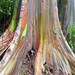 Rainbow eucalyptus 30 + seeds - eucalyptus deglupta - "Rainbow Tree"