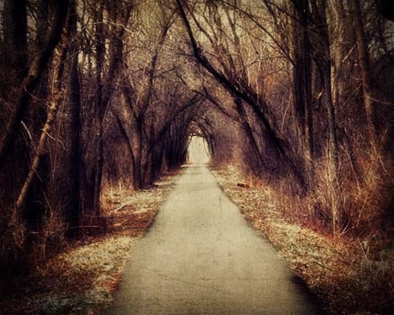 Dark Woods Photo trees path forest edgar allen poe alice