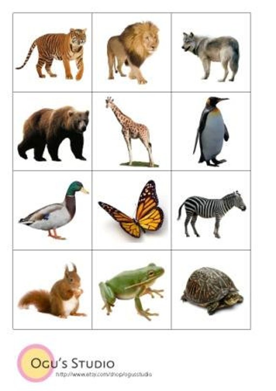 Lucrative image within animal cards printable Obsessed image in animal cards printable