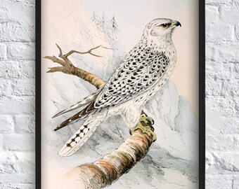 Bird print bird poster botanical print vintage antique print wall art print home decor living room kitchen decor rustic poster 8x12 12x16