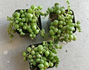 String Of Pearls Plants Succulents Hanging Basket Senecio Rowleyanu RARE Beautiful Hanging Planter Terrarium Succulent Plants