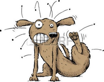 Dog Fleas, Flea Control, Dog Flea Treatment, get rid of fleas, best flea treatment, natural flea control, best flea treatment for dogs