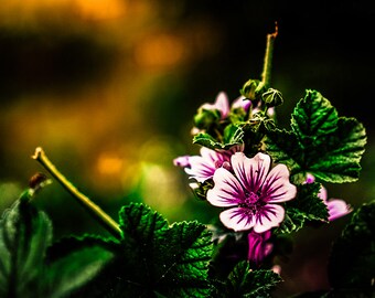 Print Of Flower In Nature Entitled "Whispering orange wisps" Wall Decor, Photograph
