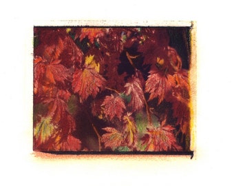 Japanese Maple - Archival Print of an Original Polaroid Transfer, Signed Limited Edition 8x10 Matted
