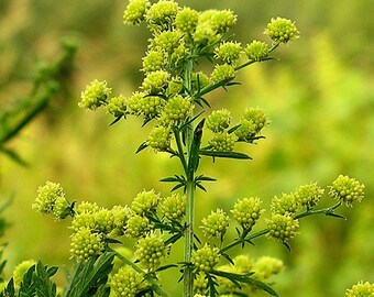 500 Seeds Artemisia annua ,sweet wormwood, sweet annie, sweet sagewort ,