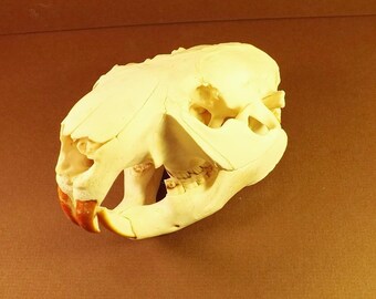 Beaver Skull - Animal Skull - Bone Supplies - Natural Supplies for Crafts - Rendezvous - Pow Wows - Mountain Man - large 5 inch skull