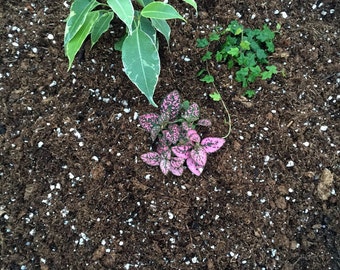 Hirt's Gardens All Natural Terrarium & Fairy Garden Soil - 4 Quart