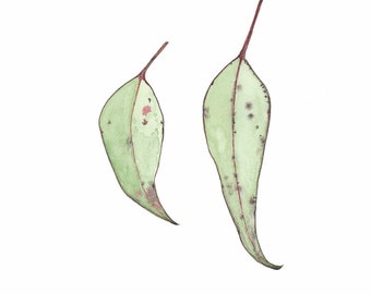Gum leaf Watercolour, Gum leaves Print, Eucalyptus Leaves, Giclee A3 Print, Botanical Art, Australian Plant Home Decor, Fine Art Print