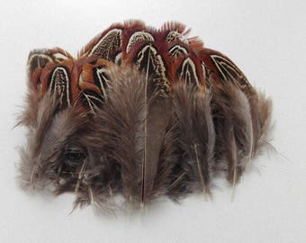 50 2-6cm natural pheasant feathers