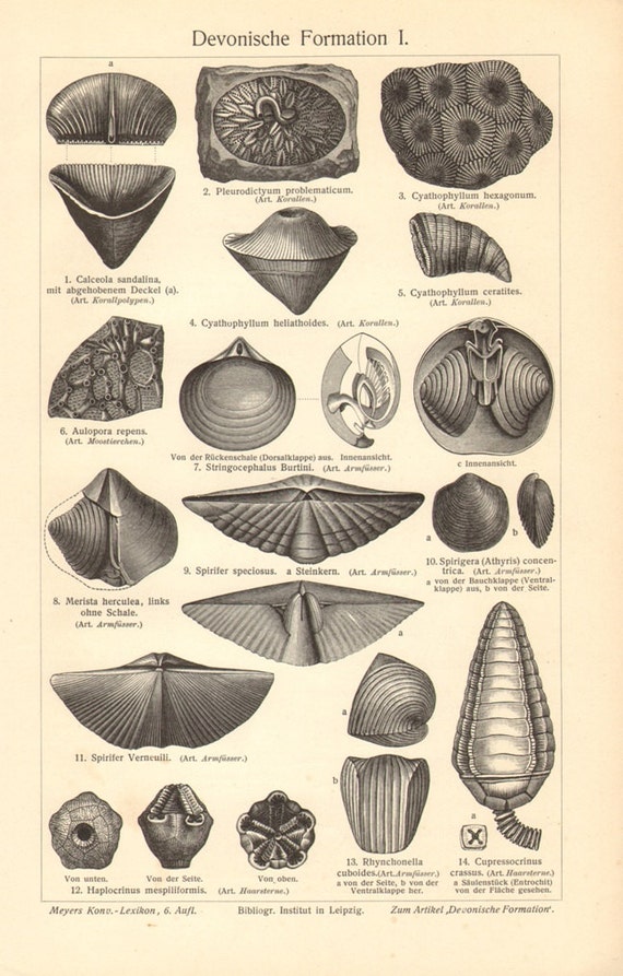 1903 Vintage Print of Fossils Paleozoic Era Devonian Period