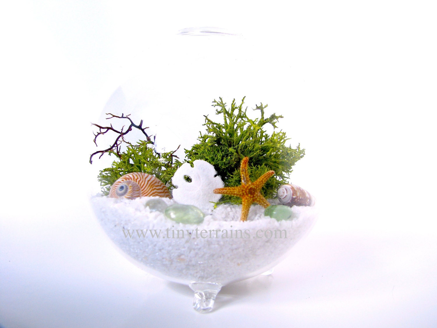 Modern Beach Globe Lichen Moss Terrarium White Natural Or - ðzoom modern beach globe lichen moss terrarium white natural or - ðzoom
