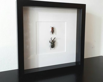 Real pinned jewel beetle and stagbeetle in frame curiosity insect beetle taxidermy