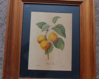P J Redoute Vintage Print - Botanical - Framed - Apricot Peach French RARE