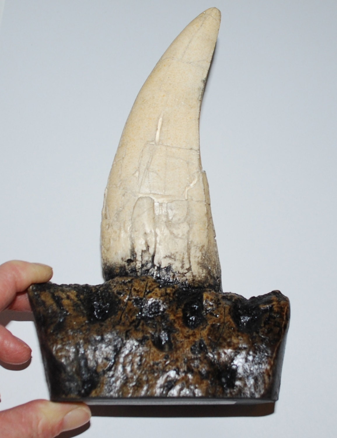 Tyrannosaurus Rex Tooth Fossil From Wyoming