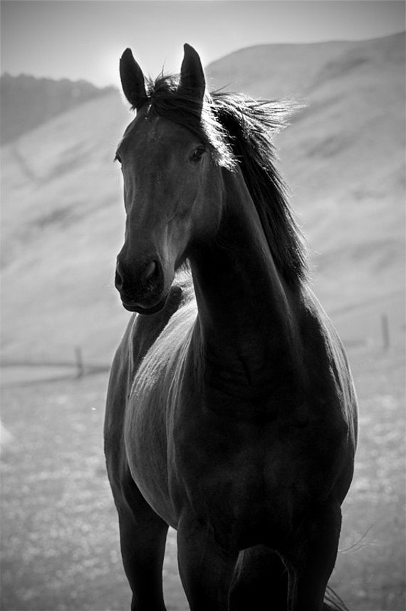 Items similar to black and white horse photo fine art photography black horse equine art black beauty oversize art on etsy Items similar to black and white horse photo fine art photography black horse equine art black beauty oversize art on etsy