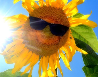 Good Morning Sunshine - Fine Art Photograph