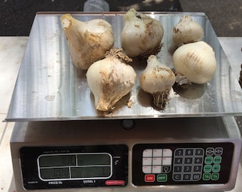 Elephant Garlic Grown in Mississippi USDA Certified Organic (1 lb)