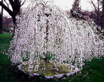 Weeping Cherry Tree - ( prunus x yeodensis shidare yoshino )