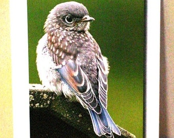 Note Cards: WordyBird-F (Thinking of You--note cards, featuring the Eastern Bluebird)