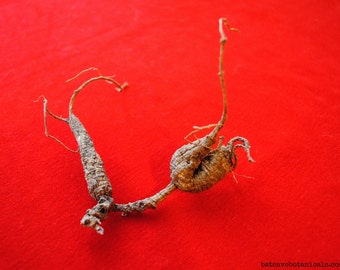Wild American Ginseng Roots (5 g) #2015-31a. 15 + years old! NC Certified, Xi Yang Shen Herbal Tonic