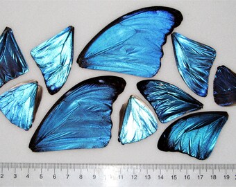 10 pieces assorted blue morpho butterfly wings wholesale lot mix