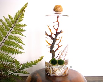 Mother's Day Gift Terrarium- Personalized Marimo Moss Ball Terrarium Kit, Slender Vase with Wood Ball, 23 colors, gift wrap, fast shipping