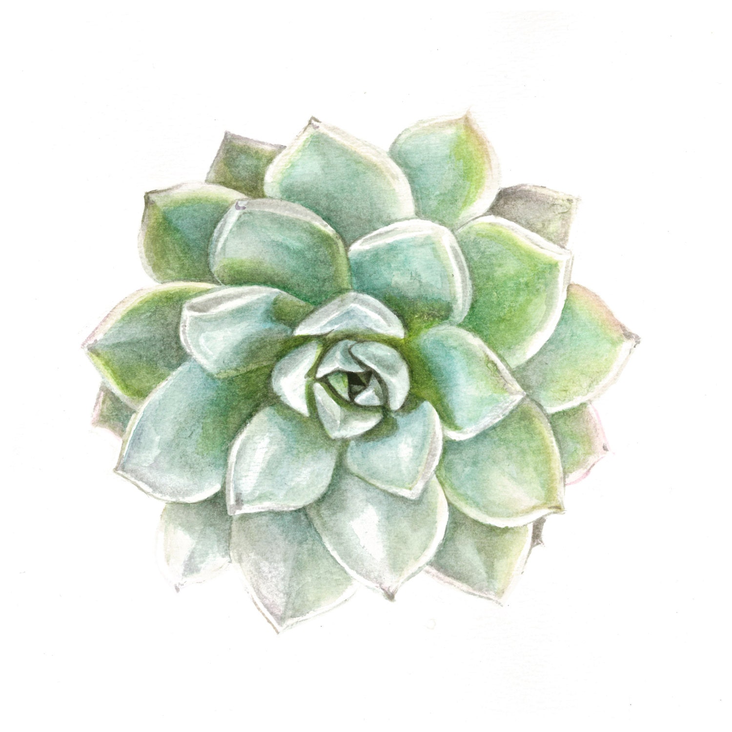 succulent-watercolor-print-green-echeveria