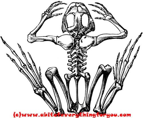 Frog Skeleton Animal Anatomy Printable Art Print Digital Download Image Graphics Crafts Black And White Artwork