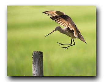 Bird in Flight, Bird Photo, Wildlife Photo, Wildlife Print, Nature Print, Art Print, Bird Picture, Bird Photography, Bird Art, Shorebird