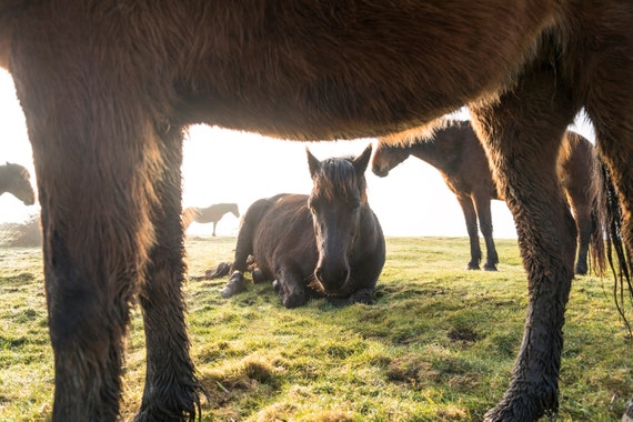 THE HERD. Horses Print, Equine Print, Animal Picture, Wildlife Print, Photographic Print, Limited Edition Print