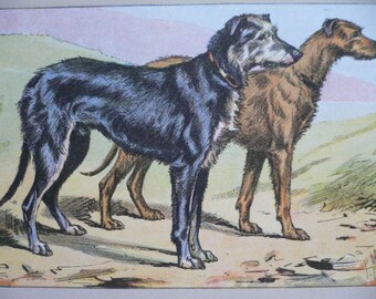 ANTIQUE 1907 SCOTTISH DEERHOUND dog signed dog print Chromolithograph P Mahler German artist Collectors ,Birthday gift Authentic