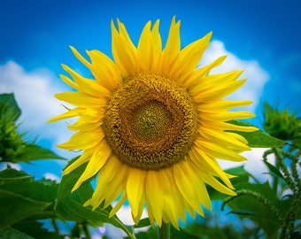 Sunflower from Gilliam, Louisiana
