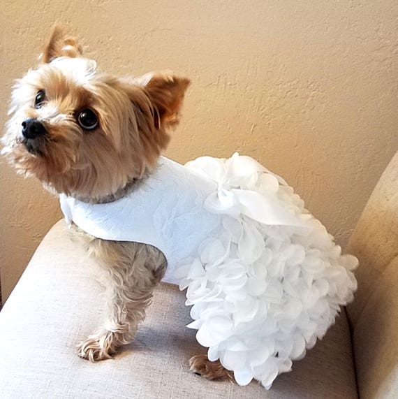 Dog Bridesmaid Dress 1