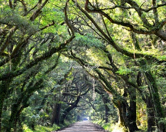 The Road to Botany Bay II