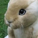 Soft Sculpture Real Bunny Rabbit PATTERN by Emma's Bears - Instant PDF