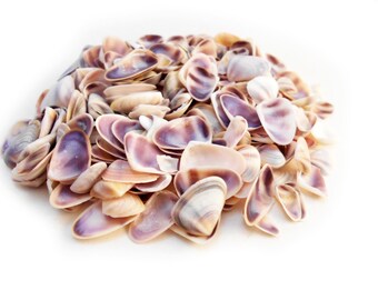 Purple & White Coquina (Donax) Shells Seashells (1/4-1/2"/6-12mm) Beach Crafts Sailors Valentines Beach Wedding Nautical Home Aquarium Decor