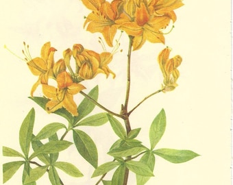 Vintage 1968 Color Print Wild Flowers of America Book PLATE 257 258 Flame Azalea and Mountain Azalea