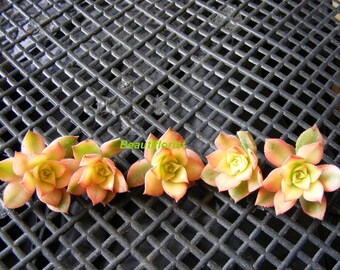 5 Aeonium Kiwi Succulent Cuttings