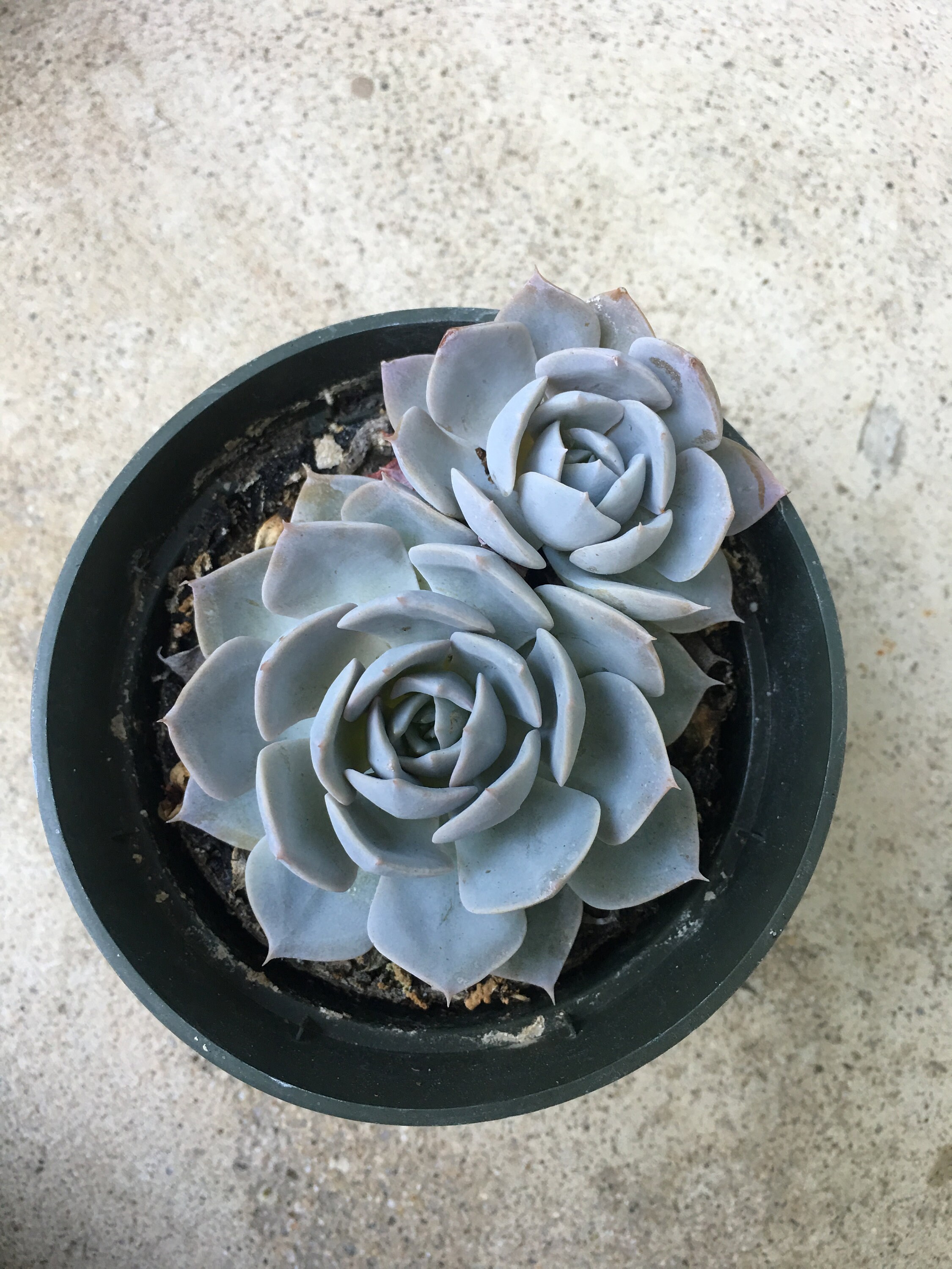 echeveria subsessilis morning beauty 4