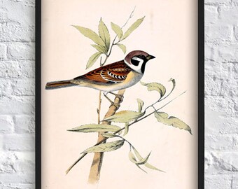Small Sparrow print vintage bird print bird illustration print bird poster wall art print home decor antique illustration eco 8x12 12x16