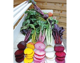 Rainbow Mix Beet (25 thru 4oz seeds) Grow Detroit Red Chioggia Gold White! 316
