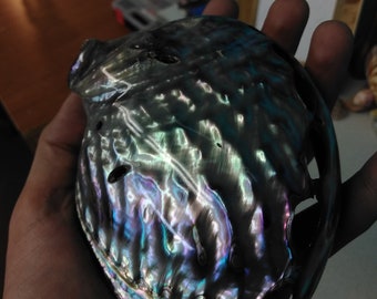 Gorgeous Polished Green Abalone Shell