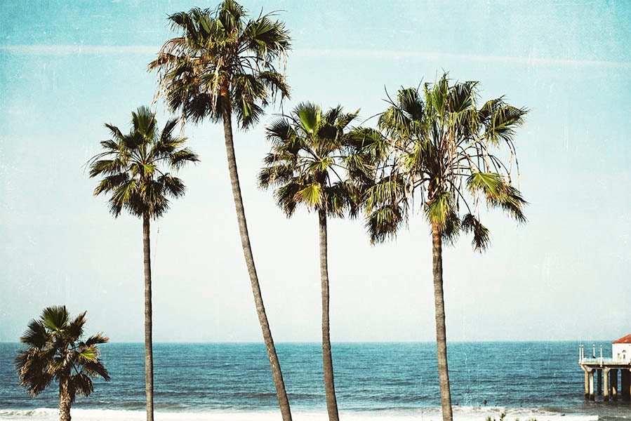 Wallpaper Beach Palm Tree Wallpaper Beach Palm Tree
