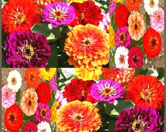 250 Mixed Colors ZINNIA ELEGANS Flower Seeds