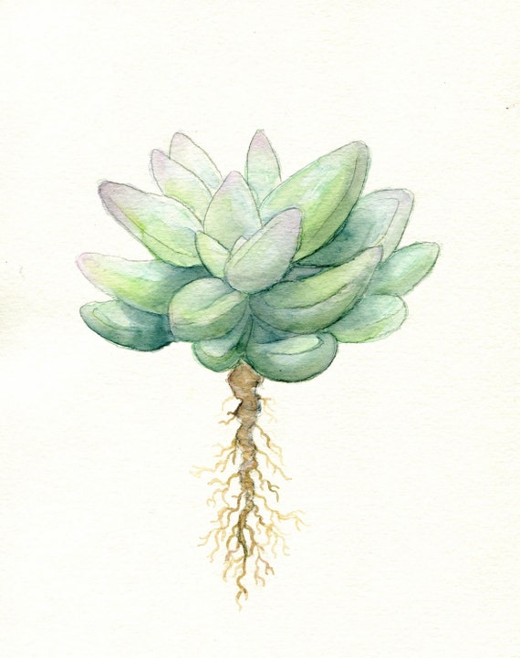 Simple Succulent Print Of Original Watercolor Minimal Art Simple Succulent Print Of Original Watercolor Minimal Art