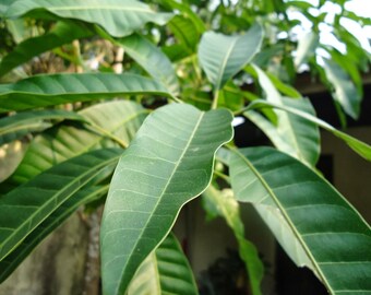 Organic Dried Mango Leaves Leaf Slimming Tea