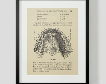 Teeth Print Shedding of the Temporary Teeth