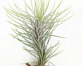 Funkiana Live Tillandsia Air Plant (EA)