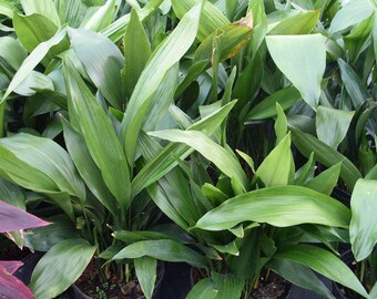 Aspidistra elatior - Cast iron plant - 4 Plants - 2 Feet Tall - Ship Bare Root