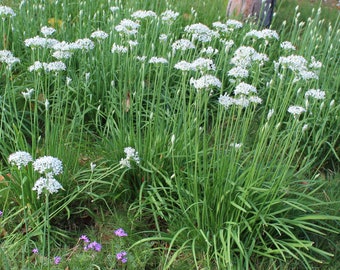 HERB Chives 'Garlic' (Allium Tuberosum) seeds 1 gram